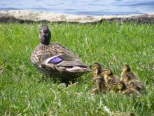 XIV edycja „Na Tropach Przyrody”