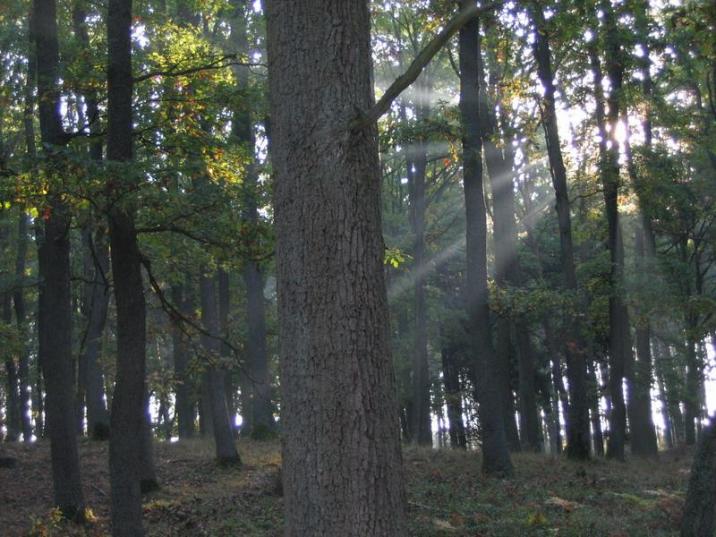 fot. Damian Szcześniak