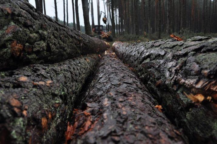 Foto: Zenon Jasiński