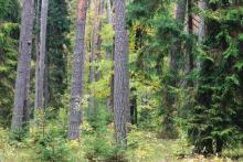 Plan Urządzenia Lasu Nadleśnictwa Sarbia na lata 2022 - 2031