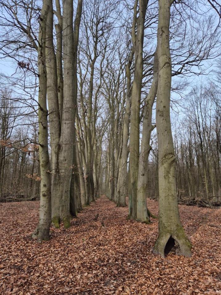 Pomnik przyrody Aleja Bukowa (fot. Katarzyna Ziółek)